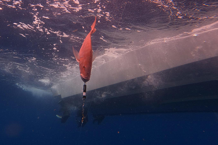 Free Gear Available for Gulf Reef Fish Anglers to Help Reef Fish Survive  Release