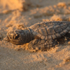 Juvenille sea turtle