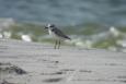 a small white and grey bird stands on a beach