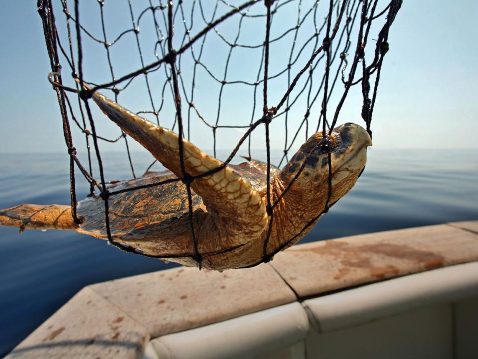 A turtle with oil on it hangs in a net near the edge of a boat