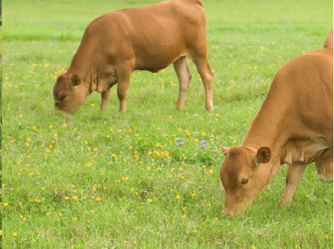 Cows grazing on a farm in a Louisiana watershed.