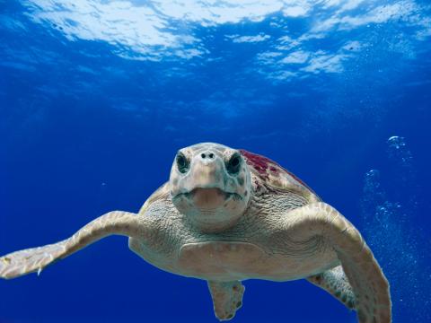 Sea Turtle in the Gulf of Mexico. Credit U.S. Dept of Commerce
