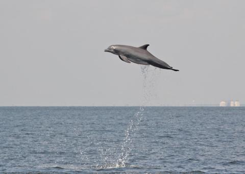 A bottlenose dolphin leaps out of the water in the Gulf of Mexico.