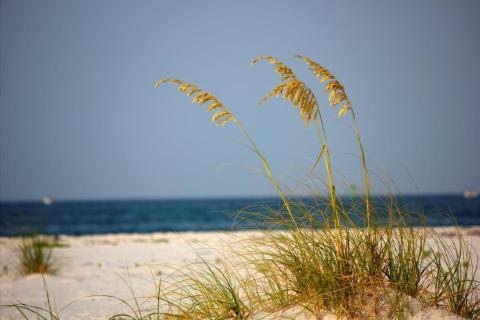 Sea oats grow on a beach on the Florida Gulf Coast.