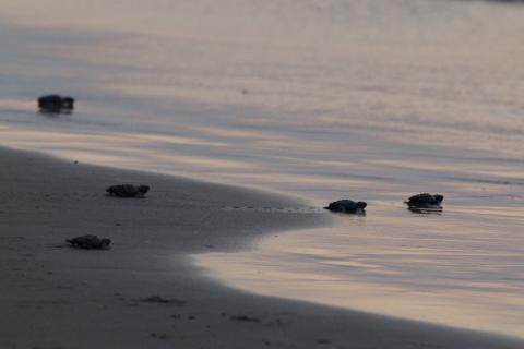 5 tiny turtle hatchlings crawl along a sandy beach