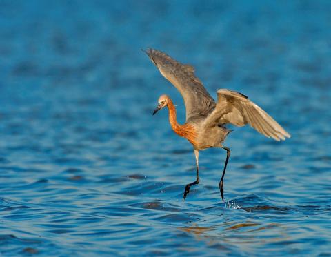 Bird landing on water