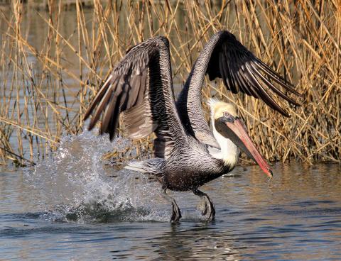 pelican lifting off from marsh in Louisiana