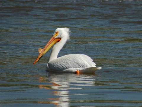 White Pelican in the Gulf of Mexico. Credit: U.S. Dept. of Interior