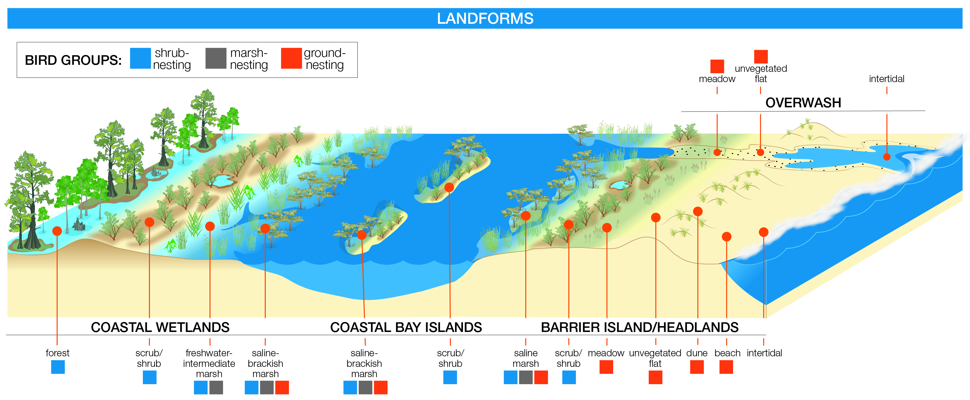 Illustrated figure of landforms and bird groups