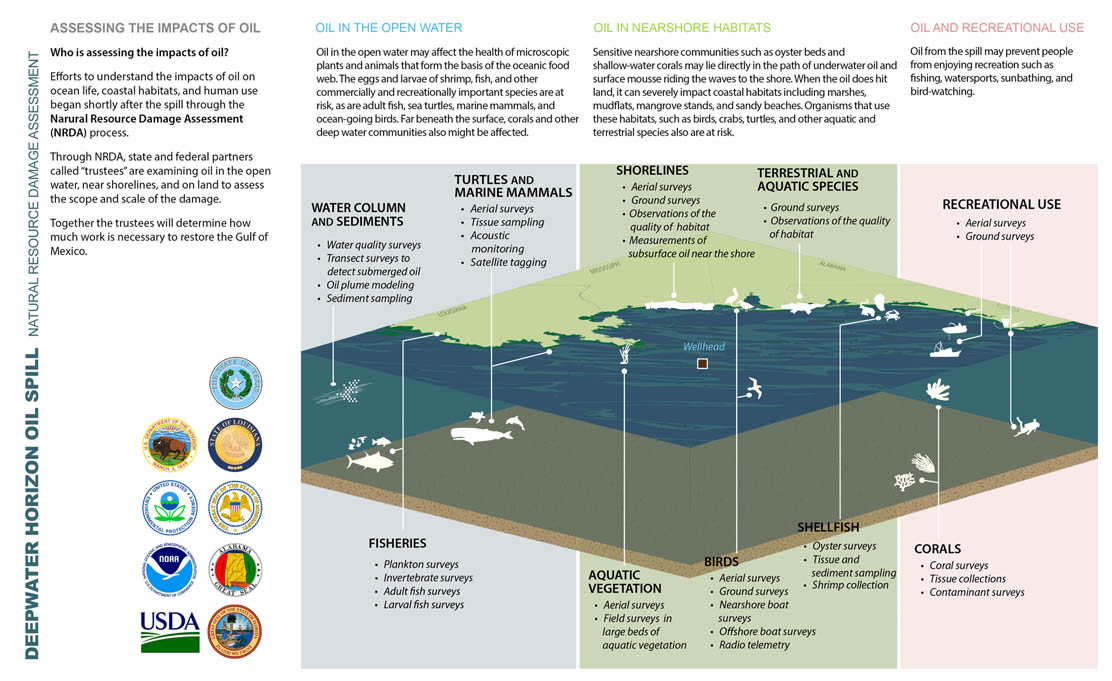 How we assess injuries – a cross-section of the Gulf of Mexico.