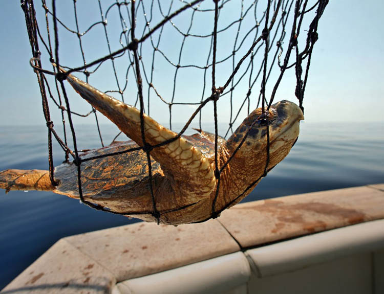 Oiled Kemp’s Ridley turtle.