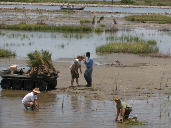 Edward Wisner Donation Marsh Restoration.