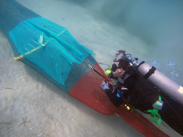 Two divers swim above a turtle excluder device