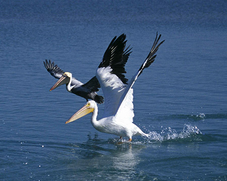 Pelicans