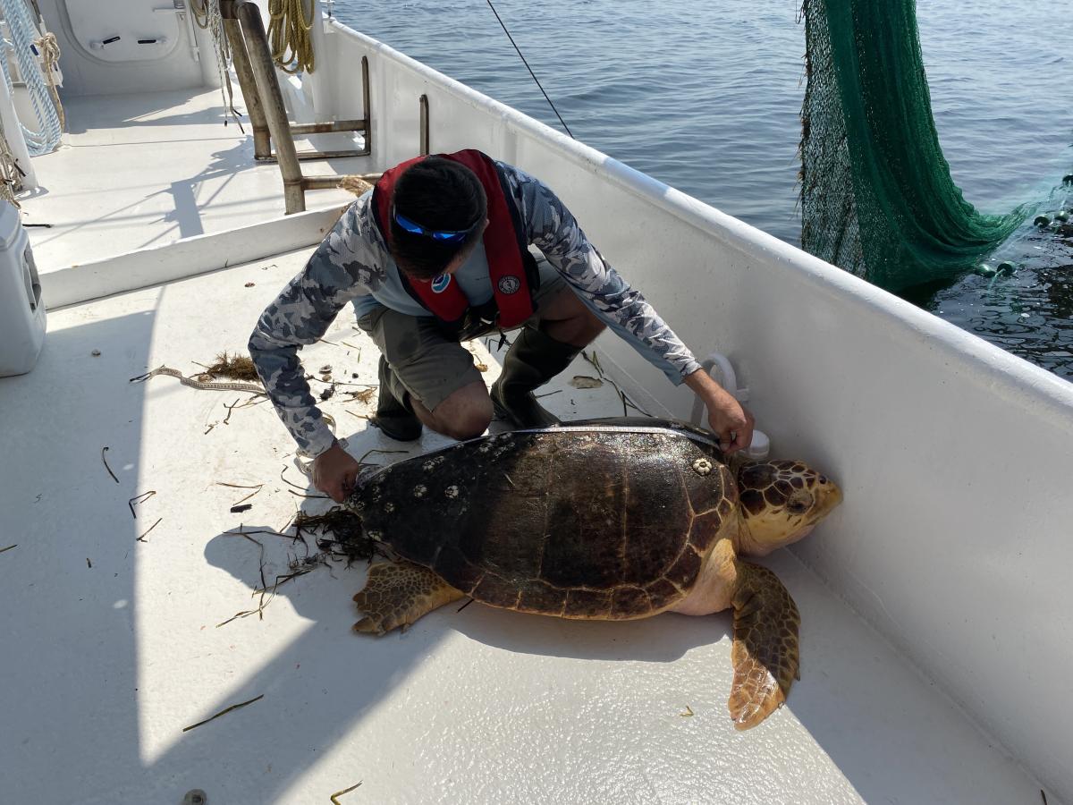 a man measures a loggerhead turtle on the deck of the boat