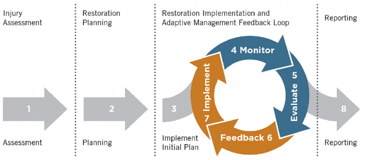Monitoring and Adaptive Management Feedback diagram