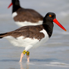 Birds on the beach