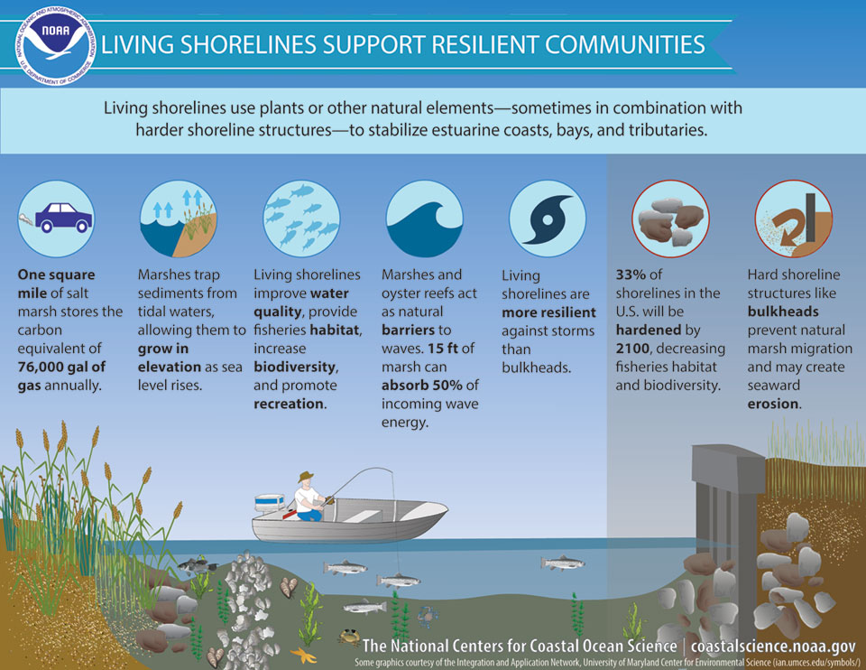 Infographic about the benefits provided by living shorelines