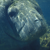 Manatee