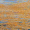 Sargassum