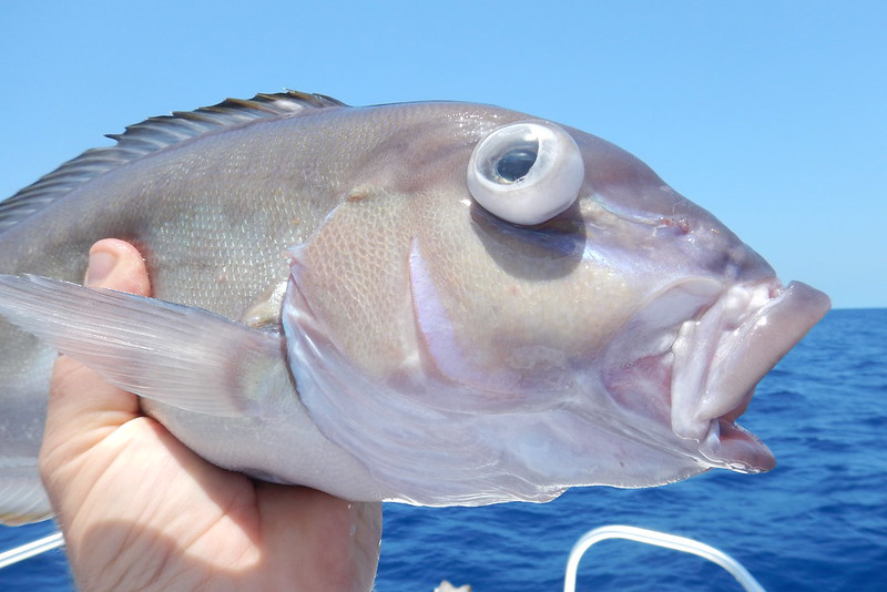 https://www.gulfspillrestoration.noaa.gov/sites/default/files/migrations/used/tile%20fish%20with%20barotrauma%20after%20catch%20800x534%20photo%20credit%20Bryan%20Fluech-Florida%20Sea%20Grant.jpg