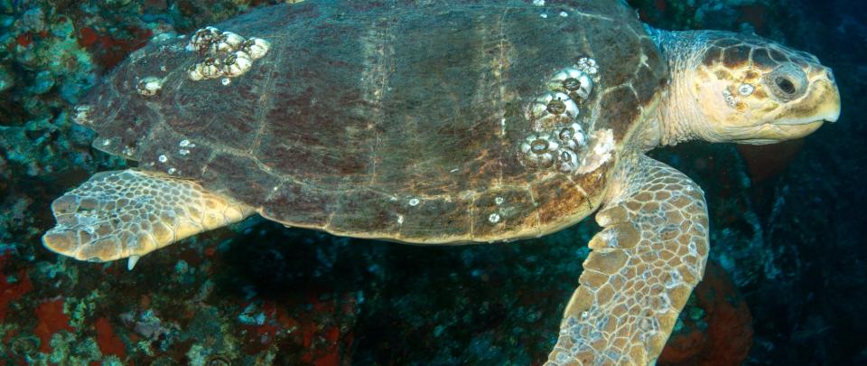 a large loggerhead turtle is shown in front of a reef 