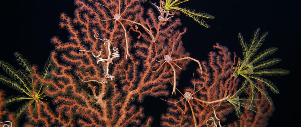 Deep sea coral with brittle stars, crinoids, and squat lobsters.