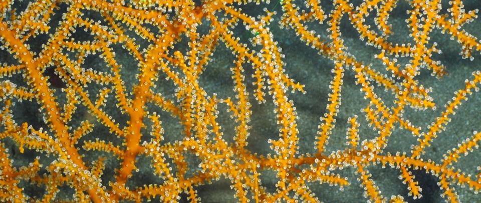 a close up look of yellow coral