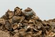 Eastern oysters. Photo: Billy Pope a stack of wild oysters is shown