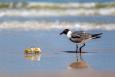 a small bird looks down at a crab on a sandy beach