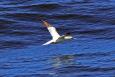 a white bird flies over water with wings spread