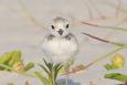 Snowy chick (Photo: Andrew Haffenden/National Audubon) a small white bird is standing on sandy ground with small green plants around it