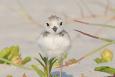 a small white bird is standing on sandy ground with small green plants around it 