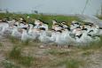 a large group of white birds with orange beaks and black hair are shown on a sandy and grassy beach