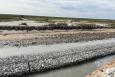 Shoreline protection structures at the Rabbit Island Restoration Project. Large wire mesh baskets filled with rock