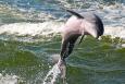 a dolphin jumps out of the ocean 