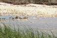 tall grass is shown in front of a shallow stream with brown grass in the back