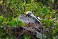 a nesting brown pelican