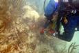 a diver plants coral on the sea floor