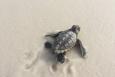 a hatchling turtle crawls through sand