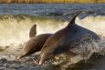 The update includes information on the Alabama Trustee Implementation Group’s ongoing restoration projects. (Photo: Pamela Hodges) two dolphins jumping in the water