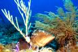 a red grouper hides amongst coral