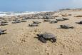 Dozens of juvenile sea turtles on a beach, heading to the Gulf of Mexico. Deepwater Horizon Sea Turtle Early Restoration Project.