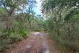 A dirt path through trees