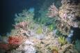 Colorful orange and pink feather duster-like crinoids and corals populate a dark underwater habitat. 