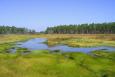 Grand Bay National Estuarine Research Reserve landscape.