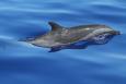 A Pantropical Spotted Dolphin swims at the surface of the ocean.