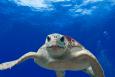 Sea Turtle in the Gulf of Mexico. Credit U.S. Dept of Commerce