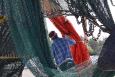 A man investigates fishing nets on board a boat. 