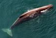Aerial view of a sperm whale breaching in the Gulf of Mexico